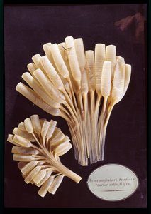 Model włókien mięśniowych, ścięgien i tchawicy muchy (wosk)